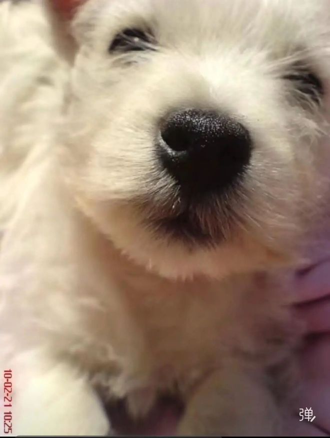 毒致9条犬只死亡获刑4年;当事人:对我而言都是输狗狗再也回不来了冰球突破游戏宠物狗被毒死女子辞职追凶3年案件宣判:65岁被告投(图2) 毒致9条犬只死亡获刑4年;当事人:对我而言都是输狗狗再也回不来了冰球突破游戏宠物狗被毒死女子辞职追凶3年案件宣判:65岁被告投(图2)