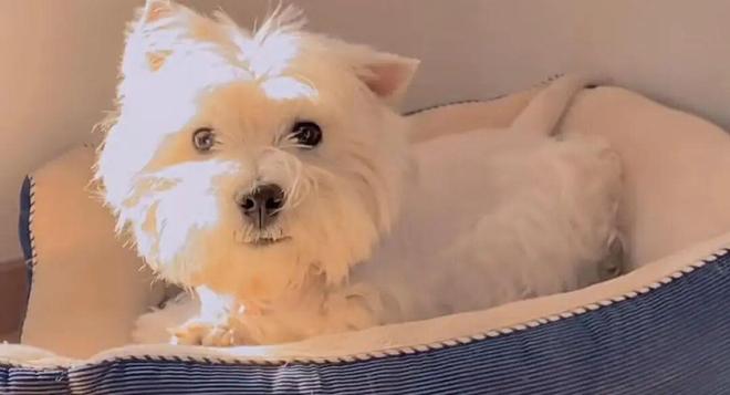 毒致9条犬只死亡获刑4年；当事人：对我而言都是输狗狗再也回不